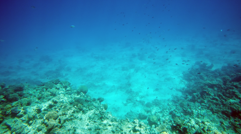 Deep sea floor landscape highlighting the natural environment targeted in deep sea mining for critical minerals.